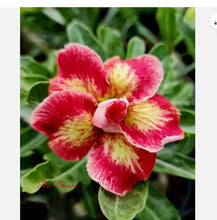 Load image into Gallery viewer, FIRE DANCE --Desert Rose Adenium Obesum SMALL Rooted Seedling Plant