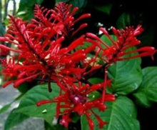 Load image into Gallery viewer, *FIRE SPIKE RED*Odontonema strictum**Rooted Starter Plant**Attracts Hummingbirds