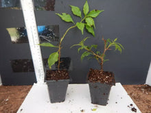 Load image into Gallery viewer, FLAME Live Well Rooted Bougainvillea STARTER plant