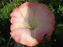 Load image into Gallery viewer, **FLAMENCO** Brugmansia Angel Trumpet Plant** Fragrant Large Peach Flowers**