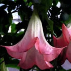 Load image into Gallery viewer, **FLAMENCO** Brugmansia Angel Trumpet Plant** Fragrant Large Peach Flowers**