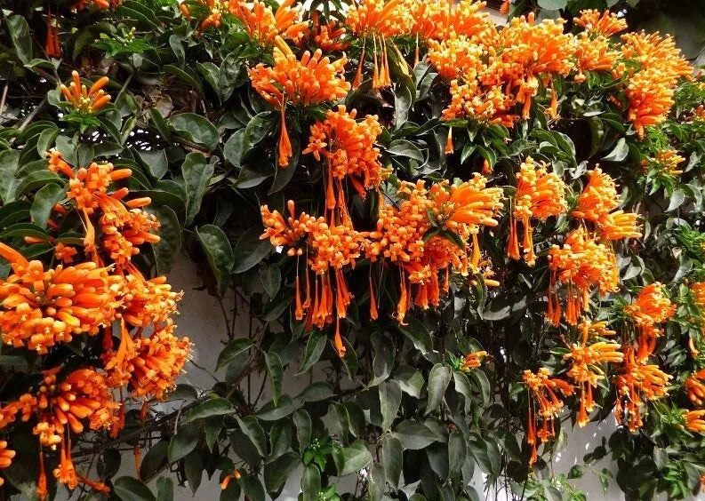 Florida Flame Vine Starter Plant - Pyrostegia Vine For Hummingbirds (Small Rooted Plant)