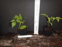 Load image into Gallery viewer, ~~FLORIDA FLAME~~Phyrostegia Vine SMALL Rooted Starter Plant~Hummingbird Heaven!