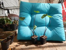 Load image into Gallery viewer, **FONTENESII** Elephant Ear Colocasia Esculenta Starter Plant**USA Seller**