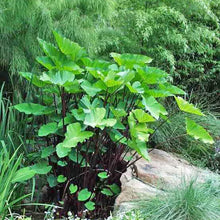 Load image into Gallery viewer, **FONTENESII** Elephant Ear Colocasia Esculenta Starter Plant**USA Seller**