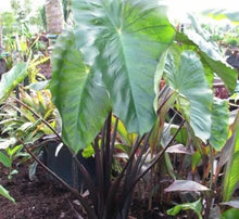 Load image into Gallery viewer, **FONTENESII** Elephant Ear Colocasia Esculenta Starter Plant**USA Seller**