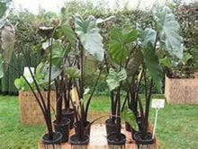 Load image into Gallery viewer, **FONTENESII** Elephant Ear Colocasia Esculenta Starter Plant**USA Seller**