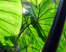 Load image into Gallery viewer, **FONTENESII** Elephant Ear Colocasia Esculenta Starter Plant**USA Seller**