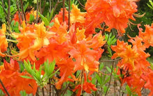 Load image into Gallery viewer, FRONTIER GOLD Aromi Azalea Rhododendron Hybrid Well Rooted Plant (MAY BE DORMANT!)