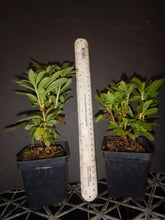 Load image into Gallery viewer, FRONTIER GOLD Aromi Azalea Rhododendron Hybrid Well Rooted Plant (MAY BE DORMANT!)