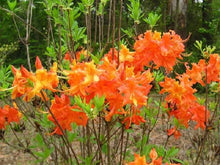Load image into Gallery viewer, FRONTIER GOLD Aromi Azalea Rhododendron Hybrid Well Rooted Plant (MAY BE DORMANT!)