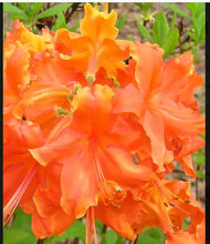Load image into Gallery viewer, FRONTIER GOLD Aromi Azalea Rhododendron Hybrid Well Rooted Plant (MAY BE DORMANT!)
