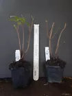 Load image into Gallery viewer, FRONTIER GOLD Aromi Azalea Rhododendron Hybrid Well Rooted Plant (MAY BE DORMANT!)