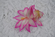 Load image into Gallery viewer, 4" Fairy Tale-Christmas Cactus/Thanksgiving Cactus Schlumbergera Truncata Rooted STARTER Plant