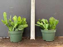 Load image into Gallery viewer, 4" Cambridge Christmas Cactus/Thanksgiving Cactus SchlumbergeraTruncata Rooted STARTER Plant