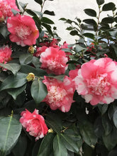 Load image into Gallery viewer, Faith Variegated~*Unique Bloom**Camellia Japonica-Live Starter Plant -USA SELLER