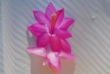 Load image into Gallery viewer, Flor D' Ecole Christmas Cactus/Thanksgiving Cactus Schlumbergera-Truncata Rooted STARTER Plant