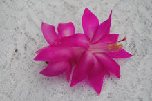 Load image into Gallery viewer, Fortune Queen Christmas Cactus/Thanksgiving Cactus SchlumbergeraTruncata Rooted STARTER Plant