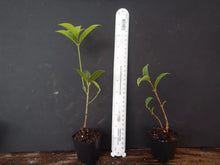 Load image into Gallery viewer, Fragrant Tea Sweet Olive Osmanthus fragrans~~Healthy well rooted starter plant