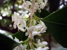Load image into Gallery viewer, Fragrant Tea Sweet Olive Osmanthus fragrans~~Healthy well rooted starter plant