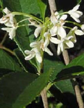 Load image into Gallery viewer, Fragrant Tea Sweet Olive Osmanthus fragrans~~Healthy well rooted starter plant