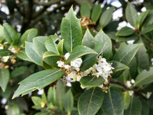 Load image into Gallery viewer, Fragrant Tea Sweet Olive Osmanthus fragrans~~Healthy well rooted starter plant