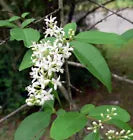 Load image into Gallery viewer, Fragrant Tea Sweet Olive Osmanthus fragrans~~Healthy well rooted starter plant