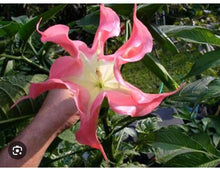 Load image into Gallery viewer, Frosty Pink~~Angels Trumpet Brugmansia Tropical PlantWell Rooted STARTER Plant