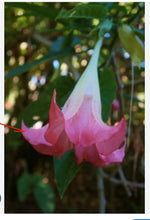 Load image into Gallery viewer, Frosty Pink~~Angels Trumpet Brugmansia Tropical PlantWell Rooted STARTER Plant