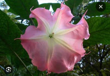 Load image into Gallery viewer, Frosty Pink~~Angels Trumpet Brugmansia Tropical PlantWell Rooted STARTER Plant