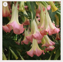 Load image into Gallery viewer, Frosty Pink~~Angels Trumpet Brugmansia Tropical PlantWell Rooted STARTER Plant