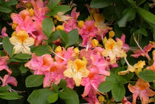 Load image into Gallery viewer, GARDEN RAINBOW Pink & Yellow Azalea/Rhododendron Rooted Plant (MAY BE DORMANT!)