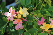 Load image into Gallery viewer, GARDEN RAINBOW Pink & Yellow Azalea/Rhododendron Rooted Plant (MAY BE DORMANT!)