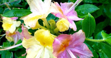 Load image into Gallery viewer, GARDEN RAINBOW Pink & Yellow Azalea/Rhododendron Rooted Plant (MAY BE DORMANT!)