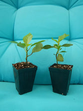 Load image into Gallery viewer, *GIANT CHENILLE*Acalypha Hispida*Starter Plant Attracts Hummingbirds/Butterflies