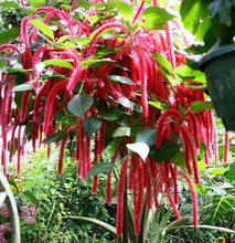 Load image into Gallery viewer, *GIANT CHENILLE*Acalypha Hispida*Starter Plant Attracts Hummingbirds/Butterflies