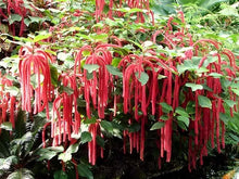 Load image into Gallery viewer, *GIANT CHENILLE*Acalypha Hispida*Starter Plant Attracts Hummingbirds/Butterflies