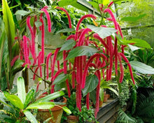 Load image into Gallery viewer, *GIANT CHENILLE*Acalypha Hispida*Starter Plant Attracts Hummingbirds/Butterflies