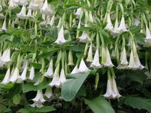 Load image into Gallery viewer, GIANT WHITE Brugmansia Angel Trumpet**RARE & HTF