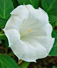 Load image into Gallery viewer, GIANT WHITE Brugmansia Angel Trumpet**RARE & HTF