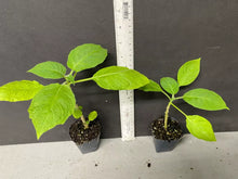 Load image into Gallery viewer, GIANT WHITE Brugmansia Angel Trumpet**RARE & HTF