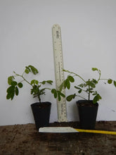 Load image into Gallery viewer, GOLDEN SHOWER TREE~CHRISTMAS SENNA~Bicapsularis Cassia Plant~Butterflies Love It