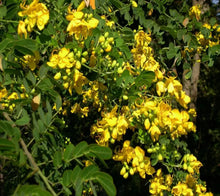 Load image into Gallery viewer, GOLDEN SHOWER TREE~CHRISTMAS SENNA~Bicapsularis Cassia Plant~Butterflies Love It