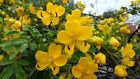 Load image into Gallery viewer, GOLDEN SHOWER TREE~CHRISTMAS SENNA~Bicapsularis Cassia Plant~Butterflies Love It