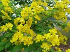 Load image into Gallery viewer, GOLDEN SHOWER TREE~CHRISTMAS SENNA~Bicapsularis Cassia Plant~Butterflies Love It