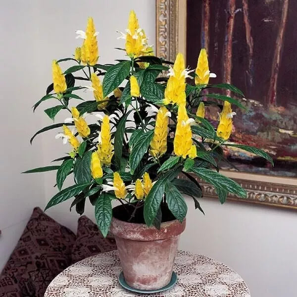 golden shrimp plant GOLDEN SHRIMP PLANT~~ Justicia brandegeana, Pachystachys Lutea,~~START –  Hope's Flower Garden