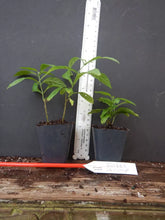 Load image into Gallery viewer, GOLDEN SHRIMP PLANT~~ Justicia brandegeana, Pachystachys Lutea,~~STARTER PLANT!!GOLDEN SHOWER TREE~CHRISTMAS SENNA~Bicapsularis Cassia Plant~Butterflies Love It (Copy)