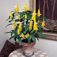Load image into Gallery viewer, GOLDEN SHRIMP PLANT~~ Justicia brandegeana, Pachystachys Lutea,~~STARTER PLANT!!GOLDEN SHOWER TREE~CHRISTMAS SENNA~Bicapsularis Cassia Plant~Butterflies Love It (Copy)