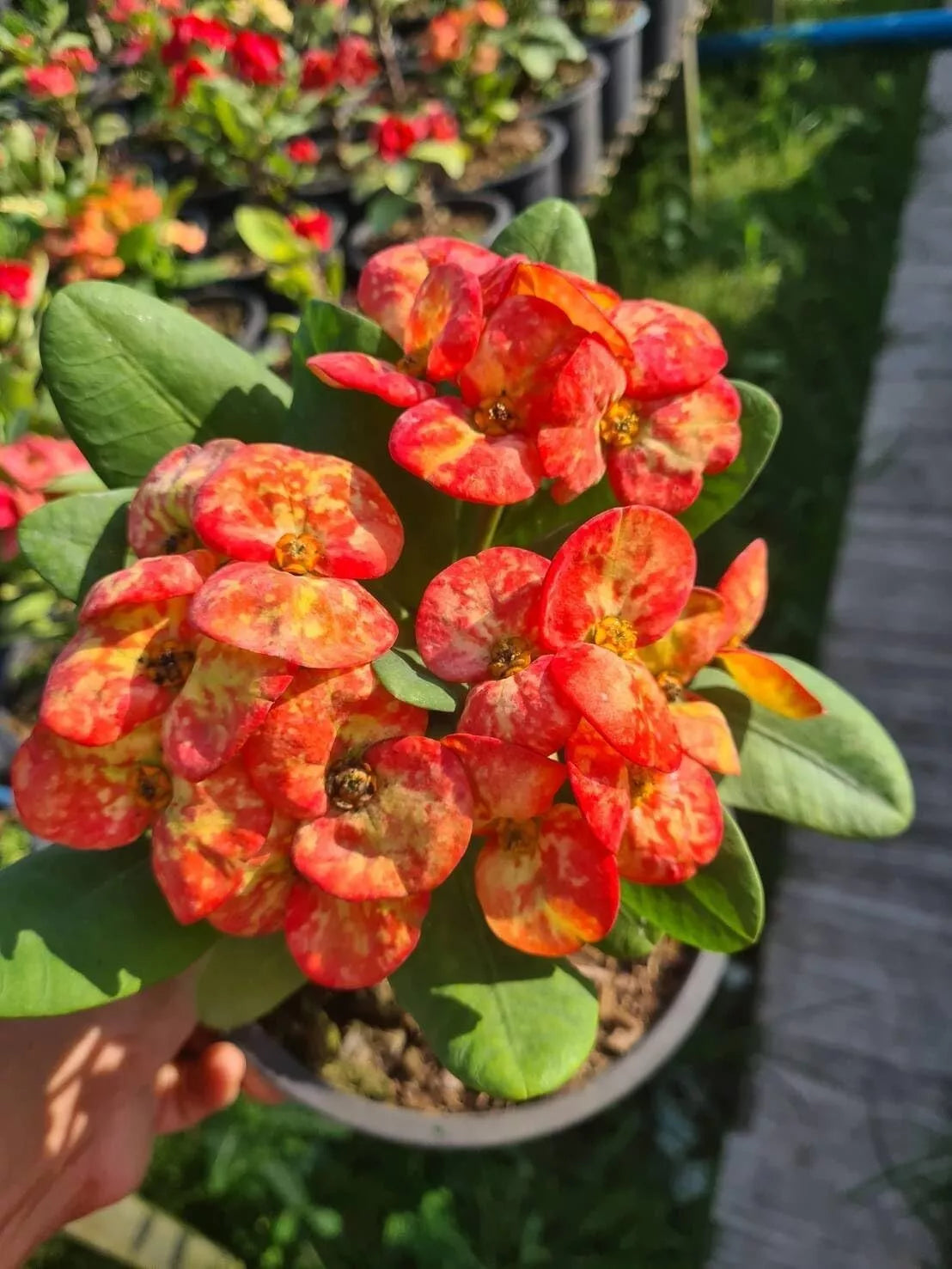 christ thorn plant GOLDEN BELL**Crown Of Thorns-Euphorbia Milii*CHRIST PLANT SMALL ROOTED  STARTER PLANT