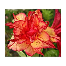 Load image into Gallery viewer, GOLDEN CARROT~ Adenium Obesum Grafted Desert Rose Plant